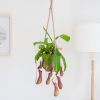 Nepenthes-Alata-Lifestyle