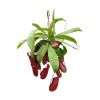 Nepenthes bloody mary