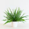 Krulvaren - Nephrolepis Green Lady - P12