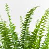 Nephrolepis Green Lady - Krulvaren - P17