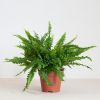 Nephrolepis Green Lady - Krulvaren - P17