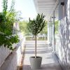 Nerium-Oleander-op-stam-Mediterrane-Oleander-P30-10243 1
