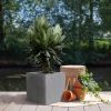 Nerium-Oleander-struik-P30-10241 1