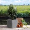 Nerium oleander struikvorm