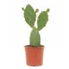 Schijfcactus