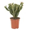 Opuntia Quitensis