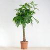 Pachira Aquatica - Geldboom plant - P24