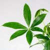 Pachira blad
