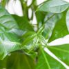 Pachira-Aquatica-p12-5