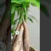 pachira video