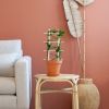 Parachuteplant Ceropegia Sandersonii