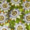 Passiflora-Caerulea-bloem 1