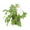 Pelargonium-graveolens-Musquito-Fighter-12 1