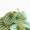 Peperomia Argyreia - Watermeloenplant - P12
