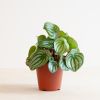 Peperomia Argyreia - Watermeloenplant - P12