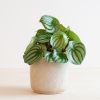 Peperomia Argyreia - Watermeloenplant - P12