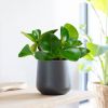 Peperomia Obtusifolia kopen