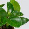 Peperomia Obtusifolia bladeren
