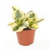 Peperomia obtusifolia variegata