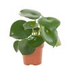 Peperomia Raindrop