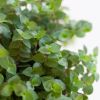 Pet-candy-callisia-turtle-P12-4-1024-1