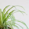 Pet-candy-chlorophytum-comosum-P12-2-1024-1