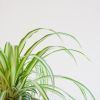Pet-candy-chlorophytum-comosum-P12-4-1024-1