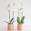 Phalaenopsis Vlinderorchidee Duo - P12