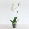 Phalaenopsis Vlinderorchidee - P12