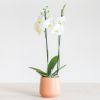 Phalaenopsis Vlinderorchidee - P12
