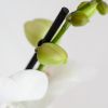 Phalaenopsis Vlinderorchidee Duo - P12