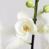 Phalaenopsis Vlinderorchidee - P12