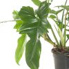 Philodendron Golden Dragon