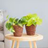 Philodendron-Duo-p12-Lifestyle