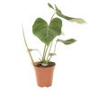 Philodendron Gloriosum