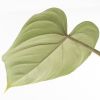 Philodendron Gloriosum blad achterkant
