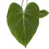 Philodendron Gloriosum blad