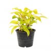 philodendron lemon lime