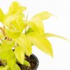 Philodendron Lemon Lime
