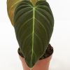 Philodendron Melanochrysum