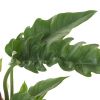 Philodendron narrow escape blad