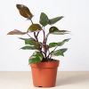 Pink princess plant