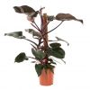 Philodendron pink princess