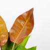 philodendron prince of orange blad