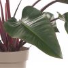 Philodendron Red Beauty