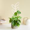Philodendron Scandens Brasil - P15