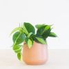 Philodendron-Scandens-Brasil-p12-2