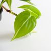 Philodendron-Scandens-Brasil-p12-5-
