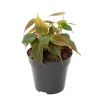 Philodendron scandens micans