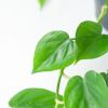 Philodendron scandens bladeren